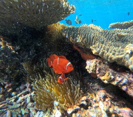 Bright Orange Clownfish Swimming Among Sea Anemones and Coral Reefs © Haidar