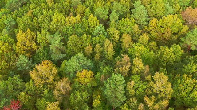 Aerial Drone Orbiting Top Down View over Lush Autumn Forest Canopy, Drone Circling Around Green and Golden Yellow Tree Tops in Dense Woodland During Fall