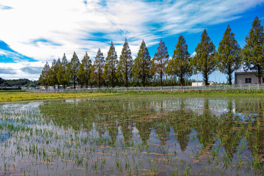 水没した田んぼと並木