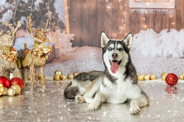 Happy Siberian Husky Dog Lying Down in Rustic Christmas Studio Setup © Katia
