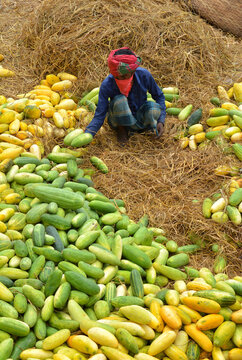 View of a man sorting a large pile of fresh green and yellow cucumbers on a bed of dry straw in Dhaka, Dhaka Division, Bangladesh.