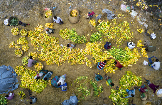 Aerial view of workers sorting and packing yellow and green mangoes on straw mats at a busy market in Dhaka, Dhaka Division, Bangladesh.