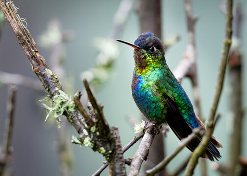 Fiery-throated Hummingbird on Mossy Branch in Costa Rica