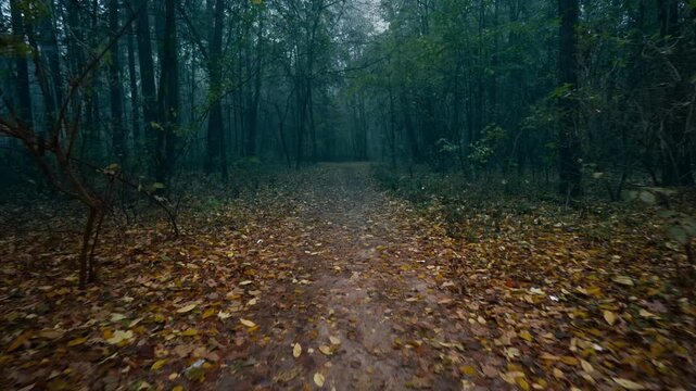 POV of person walking through foggy autumn forest on mysterious woodland trail