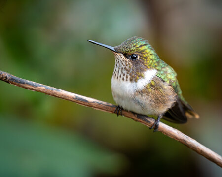 Female Volcano Hummingbird Perched in Costa Rica