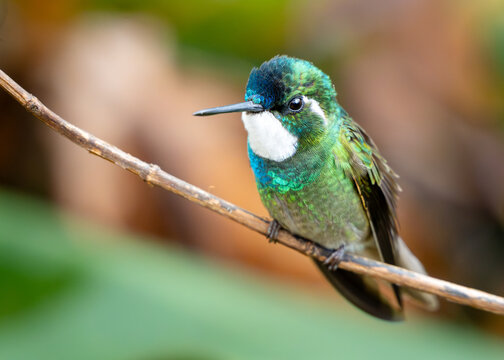 Male White-throated Mountain-gem Portrait