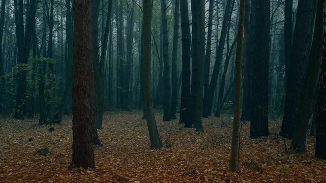Gloomy autumn forest with eerie atmosphere and untouched natural beauty