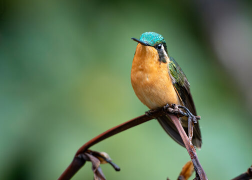 Female White-throated Mountain-gem Perched in Costa Rica