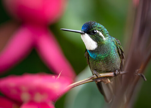 Male White-throated Mountain-gem with Pink Flower