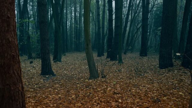 POV of person walking in autumn forest with relaxing view and birdsong