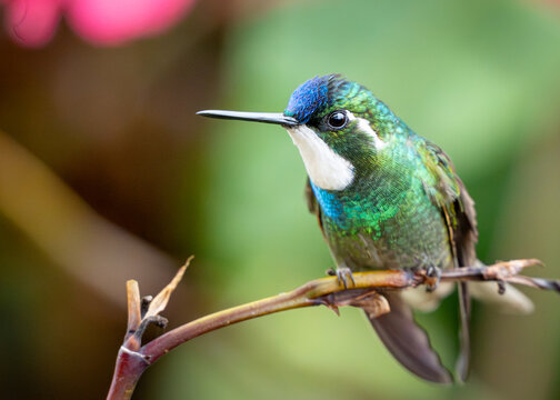 Male White-throated Mountain-gem Side Portrait