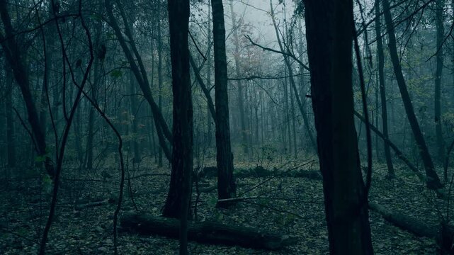 Mysterious woodland landscape with mist, tall trees and spooky autumn mood