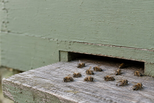 Honey bees gathering at entrance of green wooden beehive