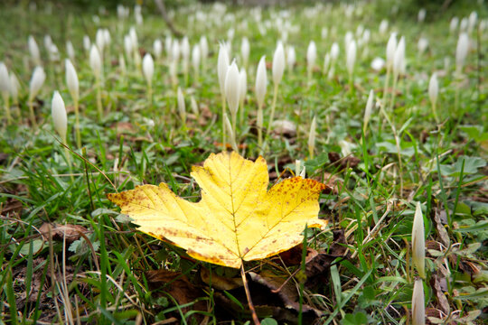 Bright yellow autumn leaf resting on a green meadow with blooming white crocus flowers
