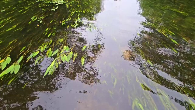 Close-up background of crystal clear river water flow over bright green aquatic weeds on the bottom