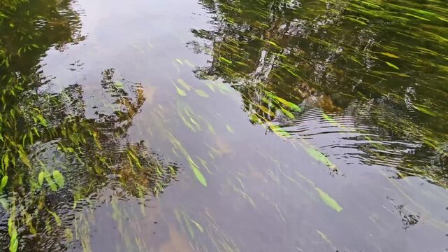 Close-up background of crystal clear river water flow over bright green aquatic weeds on the bottom