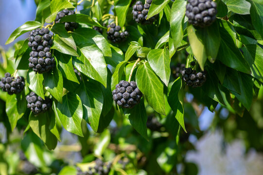 Hedera helix ivy berries on climbing plant with glossy green leaves, black berry clusters in natural light close up