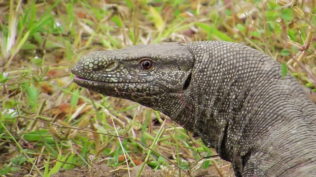 Bengal monitor lizard sequence shot