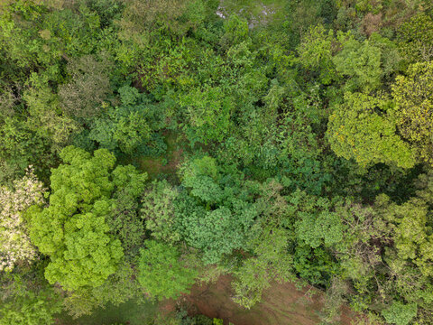 Aerial view of a dense forest canopy with lush green trees and patches of bare earth in Araras, Sao Paulo, Brasil.