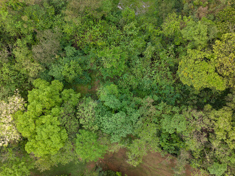 Aerial view of a dense forest canopy with diverse green foliage, flowering trees, and patches of earth in Araras, Sao Paulo, Brasil.