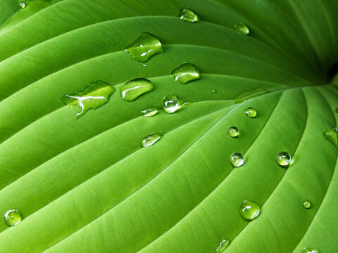Fresh Green Leaf of Hosta with Water Droplets, Natural Botanical Background