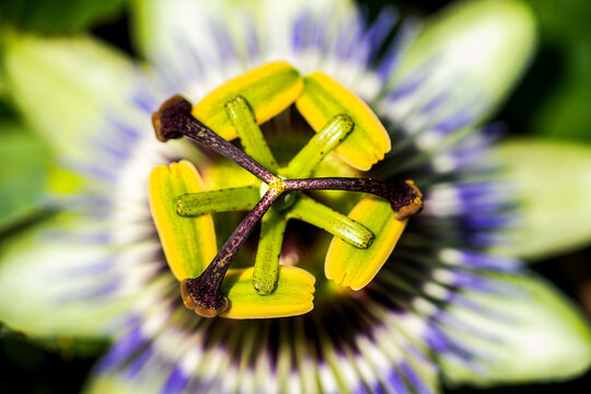 Extreme macro view of a passionflower's colorful reproductive structures and radial petals