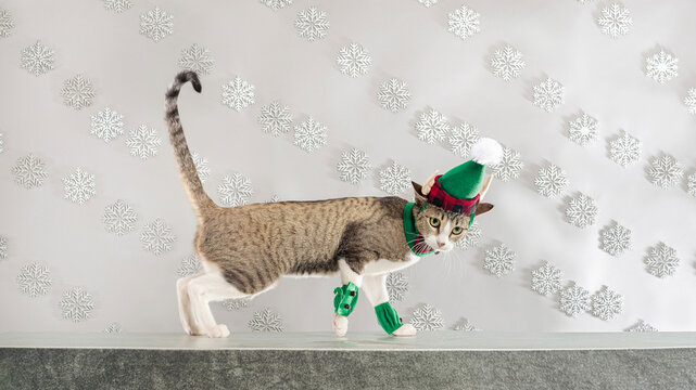 Funny tabby cat wearing green elf costume walking against white snowflake background