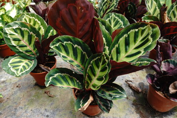 Close-up view of Calathea Medallion plants featuring striking green and white striped leaves with deep burgundy undersides potted in terracotta containers in a nursery setting © 1975boomerang