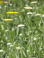 Gelbe Schafgarbe im Detail mit knospenden weißen Blüten im Hintergrund © Okratek