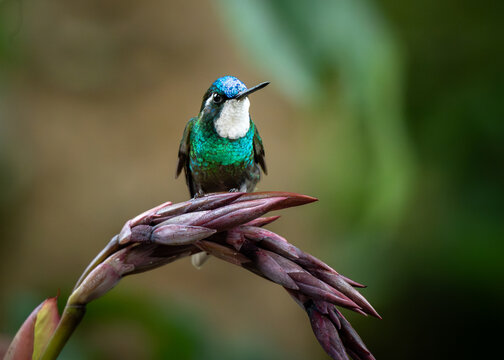 Male White-throated Mountain-gem in Costa Rica