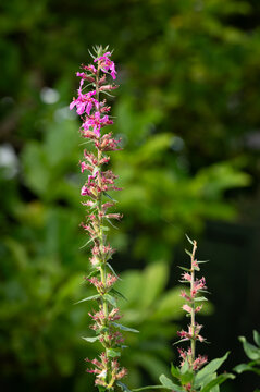 Loosestrife flower stem in autumn