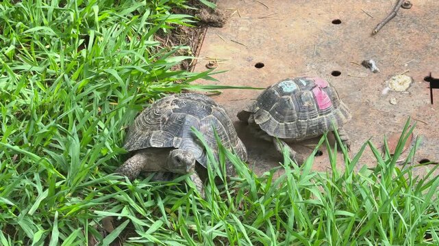 Two tortoises interacting on grass, one tortoise periodically bumping shell against other in mating aggression behavior.