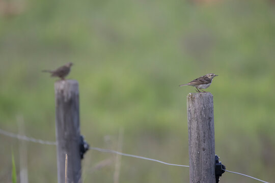 Meadow pipits on poles
