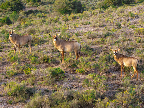 Aerial view of three roan antelopes standing in the grassy hills of Garcia Nature Reserve with indigenous vegetation and rugged mountain terrain. Langeberg, Western Cape, South Africa.