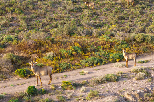 Aerial view of roan antelope on a dirt path in Garcia Nature Reserve, surrounded by indigenous vegetation and rugged terrain in Langeberg, Western Cape, South Africa.