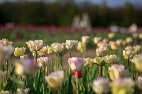 Flowers fill a field with blooms as the sun starts to set. The tulips show varying colors and grow tall among the green leaves. The scene captures life on a farm in spring