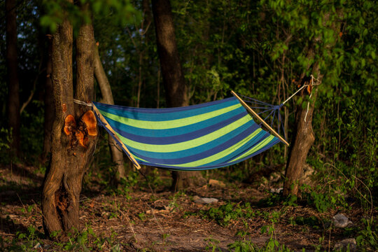 A colorful hammock is tied between two trees in a forest. It hangs low and is surrounded by green plants and trees. Sunlight filters through the leaves