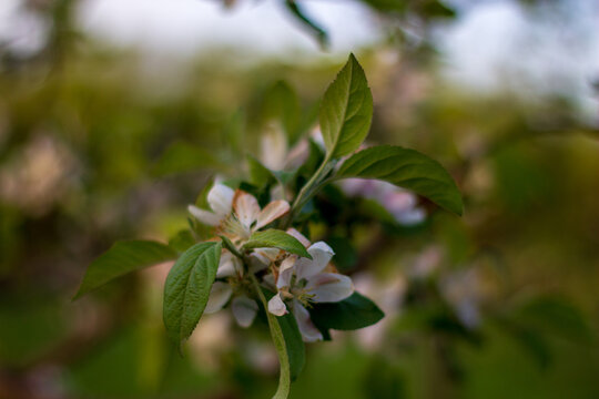 In a garden, apple tree branches are covered with light white flowers and green leaves. This scene shows springtime growth and the start of blooming
