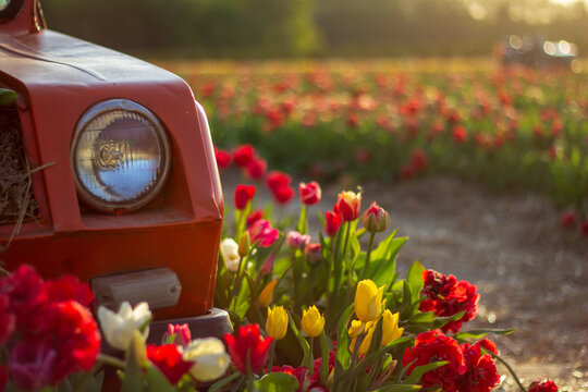 An old red truck is parked in a flower field. Bright flowers in various colors grow around it. The sun sets in the background, adding light to the scene