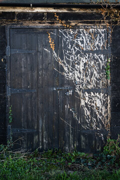 Old Disused Black Wooden Shed Door with Peeling Paint and Overgrown Vegetation