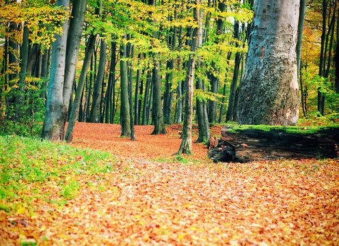 Autumn beech forest with fallen leaves and large moss covering fallen log in Lviv, Ukraine