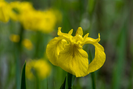 lirio amarillo