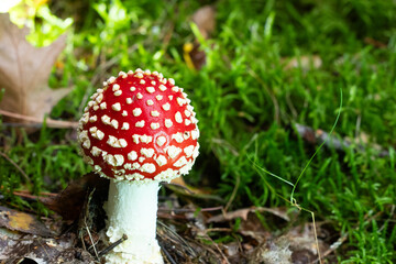 fly agaric mushroom © Stephanie Beckers