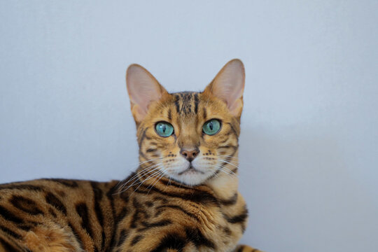 Bengal cat portrait, looking at camera at home
