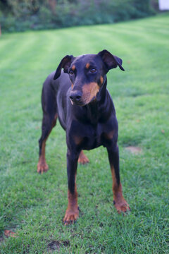 Female Doberman 8.7 years old full length portrait on a lawn