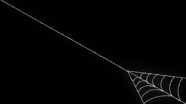 Animated spider web expansion effect on black background, flexible elastic strands cobweb VFX element for action scenes, dynamic elastic silk threads with fast stretching motion, ultra HD 4k.