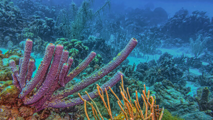 Caribbean coral garden, underwater Bonaire © John Anderson