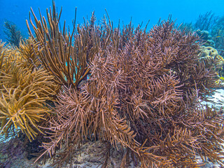 Caribbean coral garden, underwater Bonaire © John Anderson