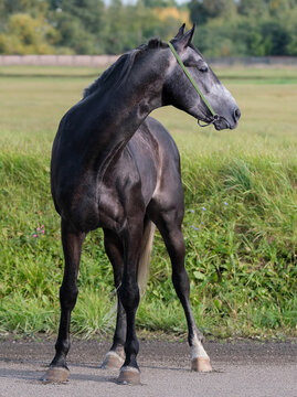 Horse. A thoroughbred gray horse of the Oryol Trotter breed. Harness racing. Trotting horse race. Side view. In full growth. Professional photography