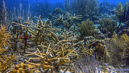 Caribbean coral garden, underwater Bonaire © John Anderson